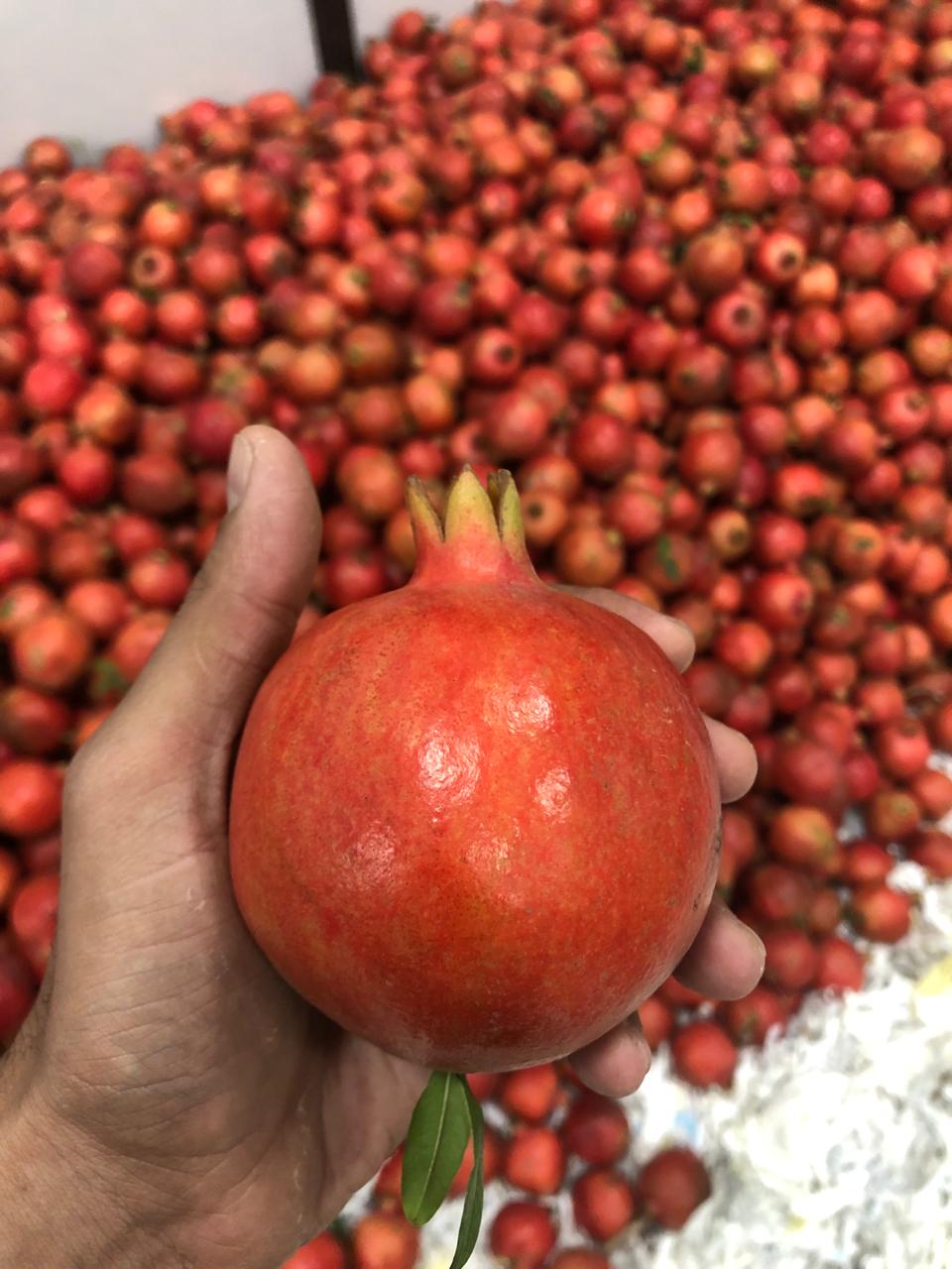 fruits exporters in chennai