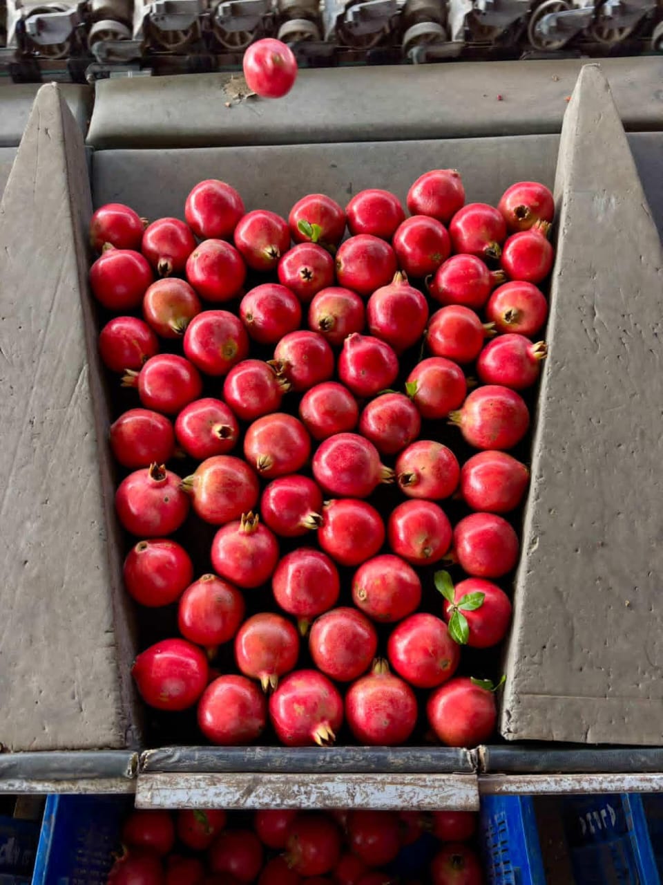 fruits exporters in chennai